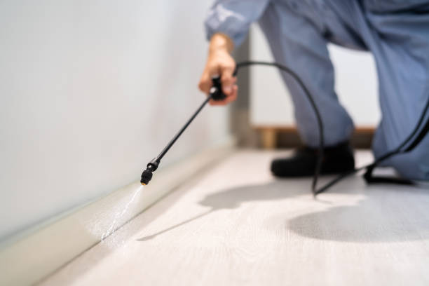 Professional exterminator conducting IPM assessment in Bangor Base
