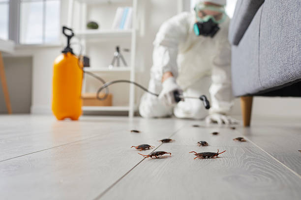 Commercial Kitchen Cockroach Control in Bangor Base